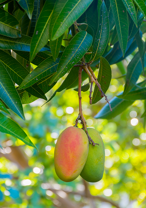 La « reine des mangues » est la variété Alphonso d’Inde. Cette mangue est très parfumée et possède une pulpe avec une jolie couleur jaune.