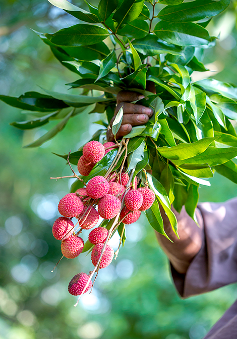 La saisonnalité des fruits est un critère très important : à maturité, le fruit a meilleur goût, naturellement