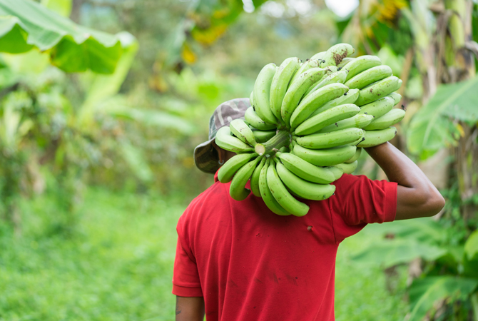 LE CHOIX DES MEILLEURS PRODUCTEURS DE FRUITS