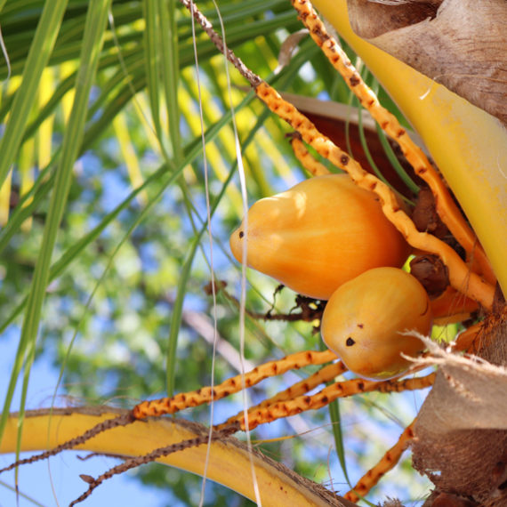 Photographie de fruits
