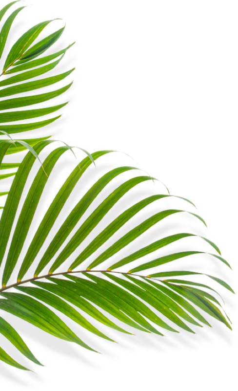 Feuilles