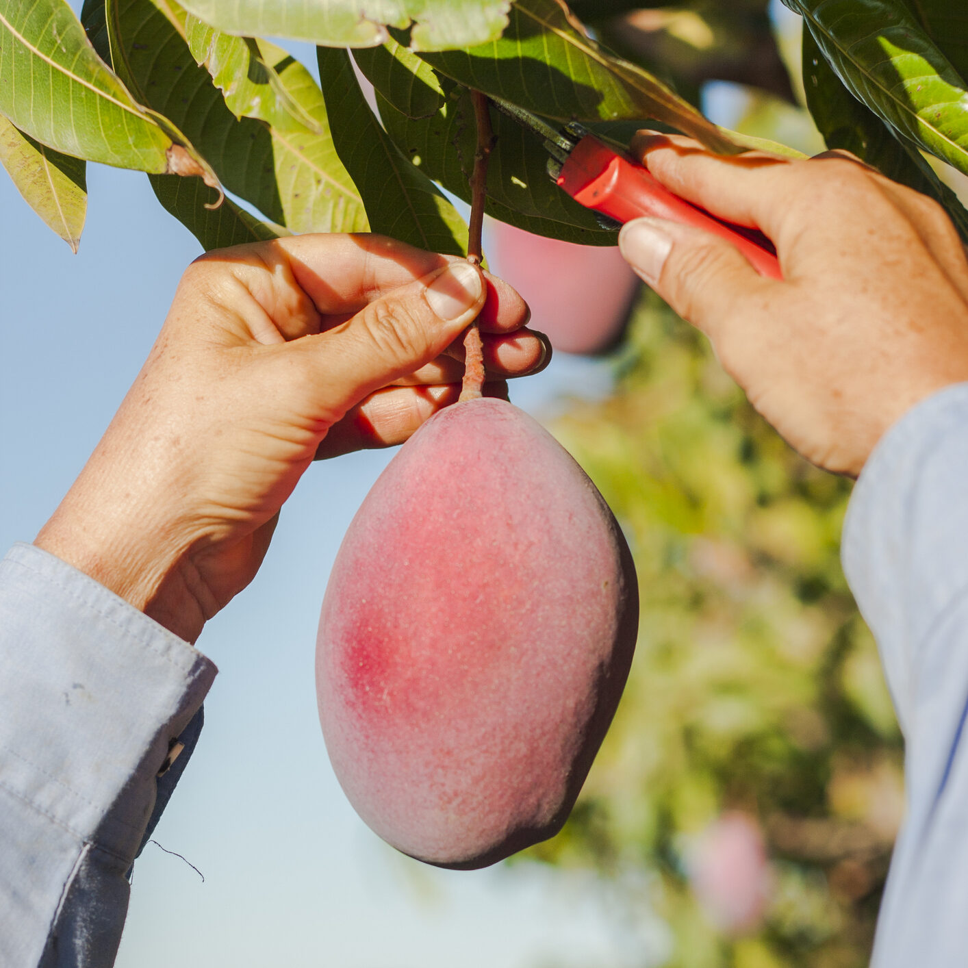 Mains d'un agriculteur (femme) ramassant une mangue biologique mûre. Photo prise dans le sud de l'Espagne (Malaga). Concept de soin, de réussite. Mode de vie agricole. Prise de vue verticale.